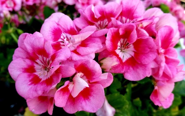 Toutes les sortes de bégonias : Découvrez ses belles plantes !