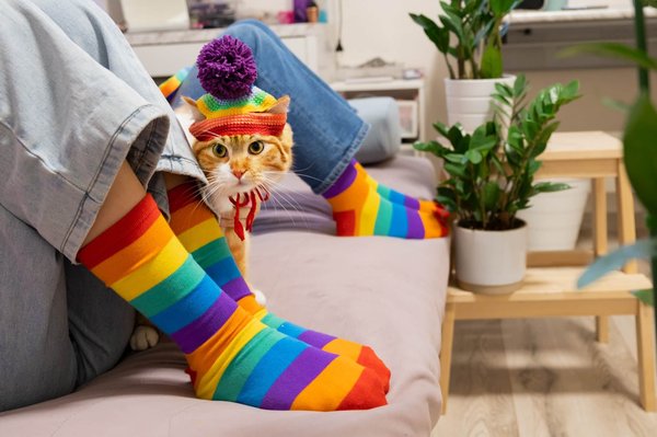 Chaussettes pour chat : quel tissu choisir ?