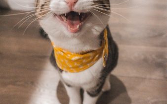 brown tabby cat