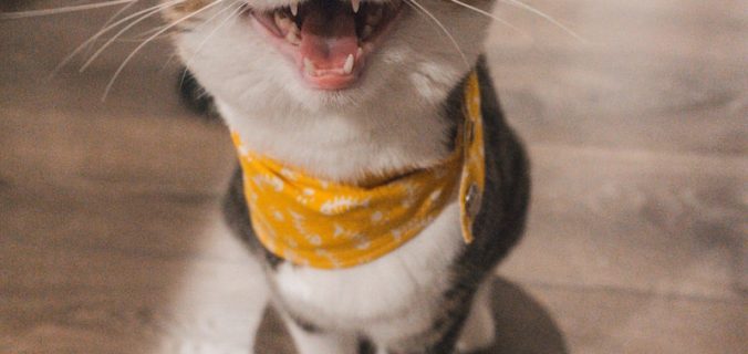 brown tabby cat