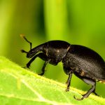 black beetle