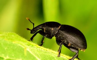 black beetle