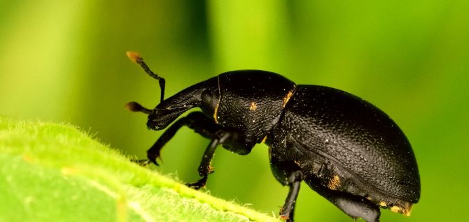 black beetle